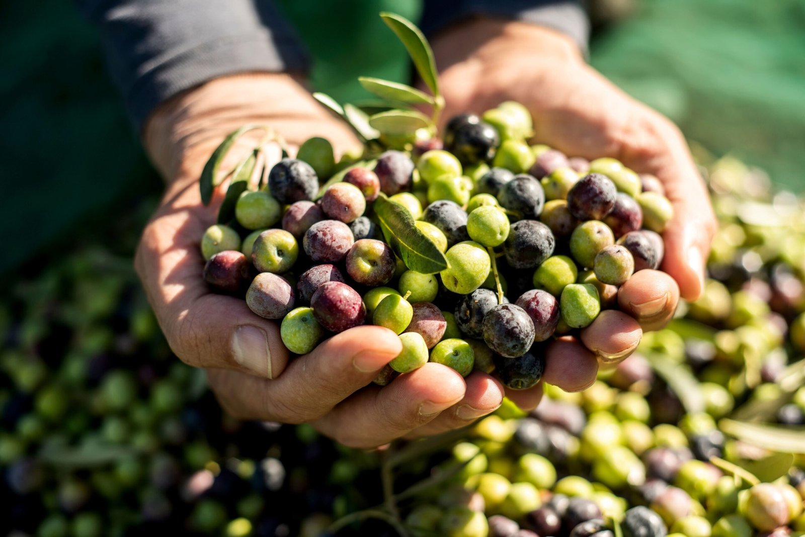 Black Olives